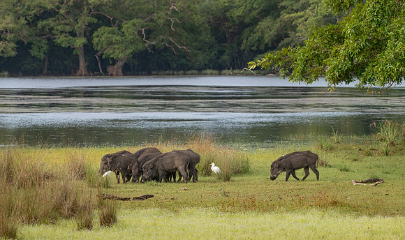 Wild Boar Family