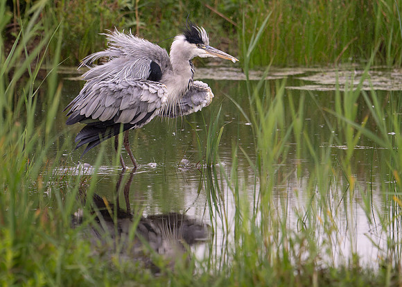 Grey Heron 230724-1