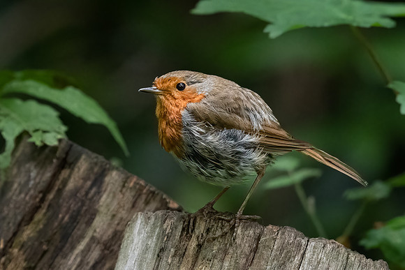 Robin 290622-2