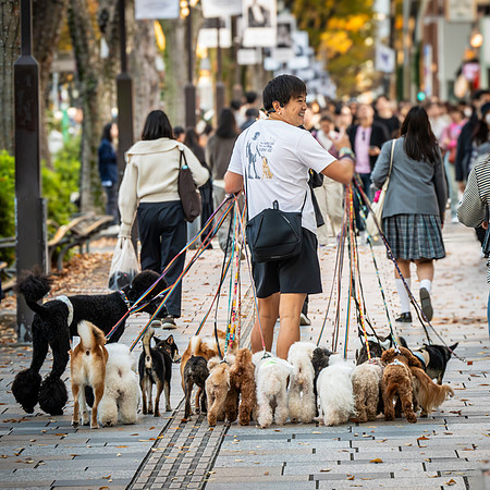 Dog Walker