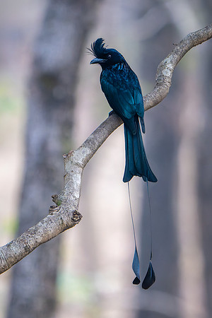Racket-tailed Drongo -3