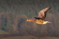 White Fonted Goose 070125