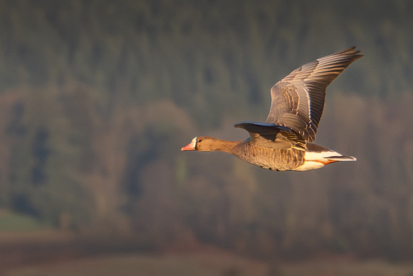 White Fonted Goose 070125