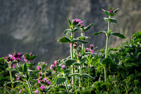 Bempton-106