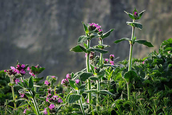 Bempton-106