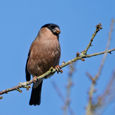 Bullfinch♀ 030325-1
