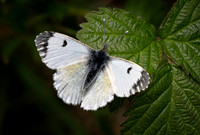 Orange Tip 010425