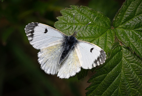 Orange Tip 010425