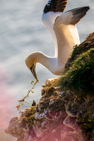 Bempton-172