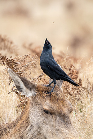Jackdaw on Deer 141024