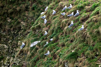 Bempton-61