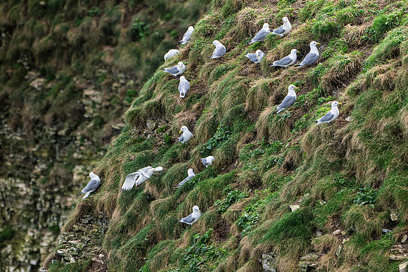 Bempton-61