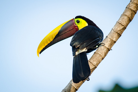 Chestnut Mandibled Toucan