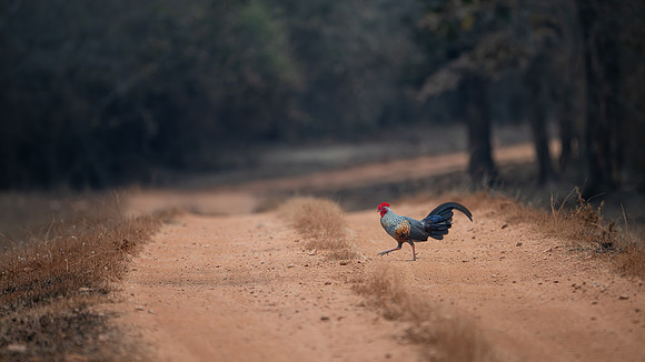 Grey Junglefowl -2
