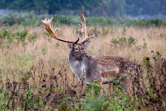 Fallow Deer Stag 141024-1