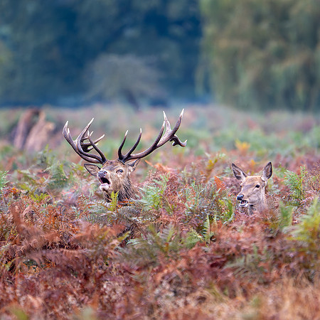 Red Deer Stag 141024-7