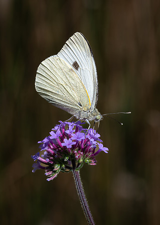 Large White 100824