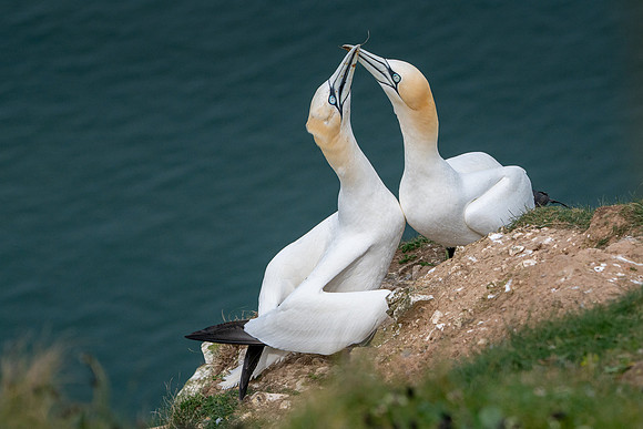 Bempton-72
