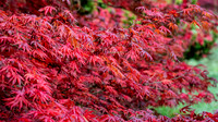 Batsford-5