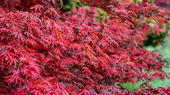 Batsford-5