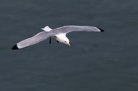 Bempton-68