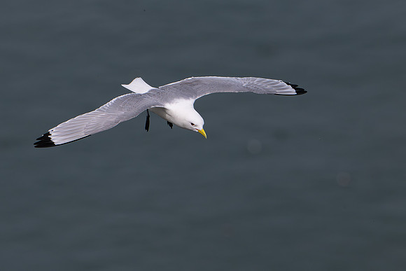 Bempton-68