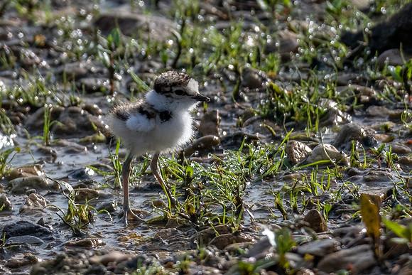Little Ringed Plover Chick 170522 -2