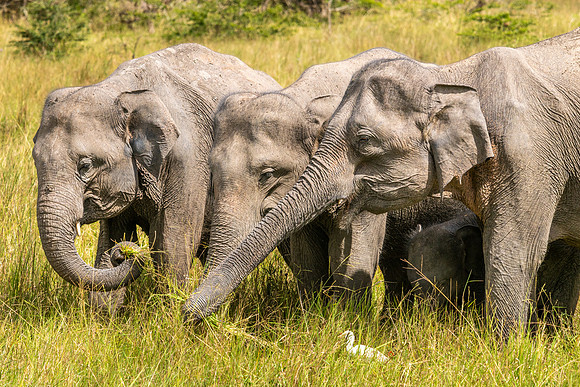 Indian Elephant Group