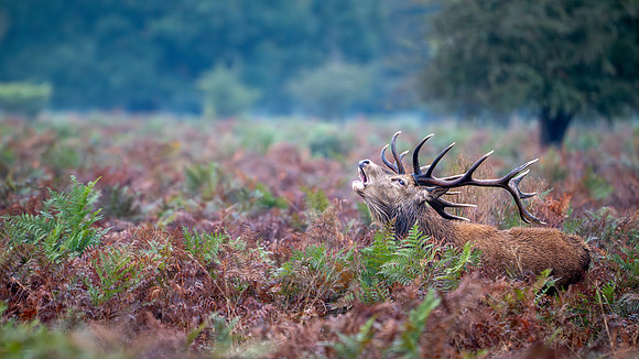 Red Deer Stag 141024-6