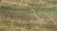 Tiger Heron