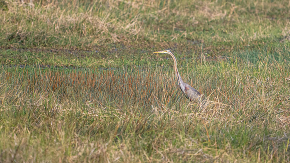 Tiger Heron