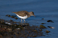 Sandpiper 170425-1