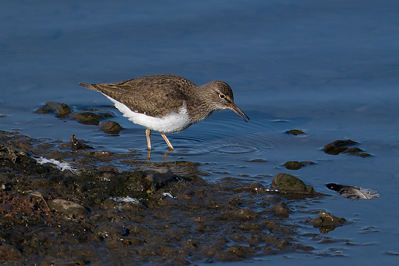 Sandpiper 170425-1