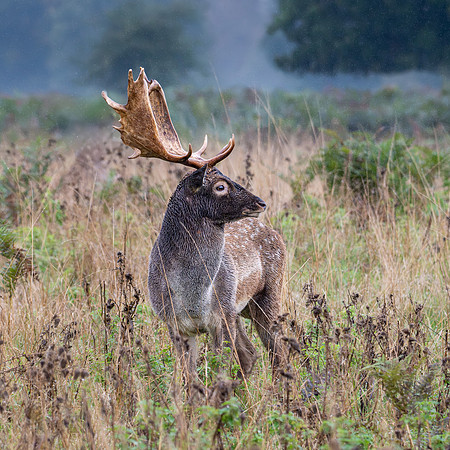Fallow Deer Stag 141024-2
