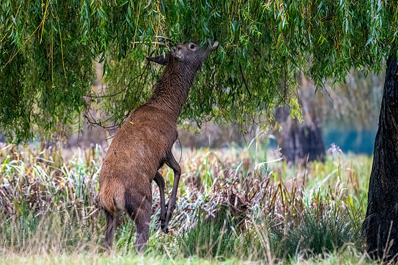 Red Deer Stag imm 141024