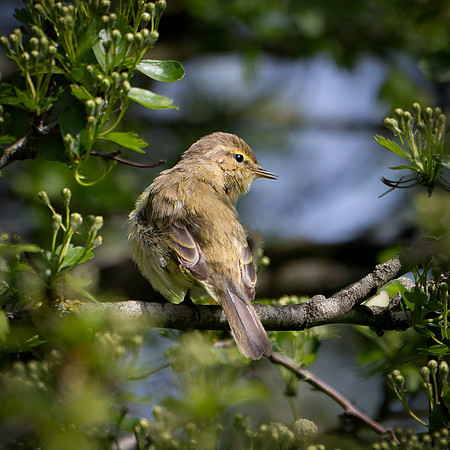 Chiffchaff 170425-2
