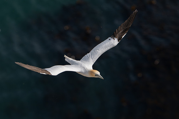 Bempton-51