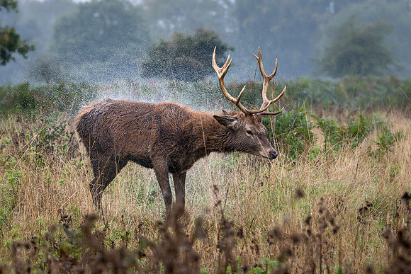 Red Deer Stag 141024-2