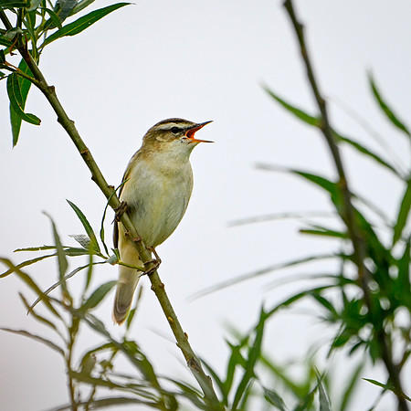 Sedge Warbler 040624