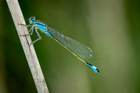 Blue-tailed Damselfly ♂ 060625