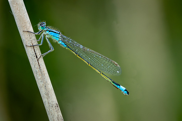 Blue-tailed Damselfly ♂ 060625