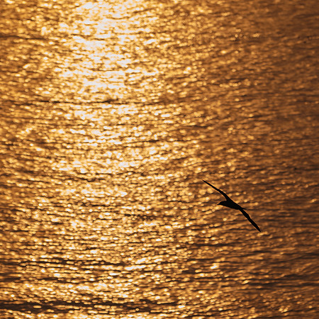 Bempton-99