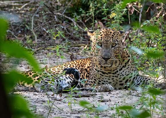 Leopard in the Sand
