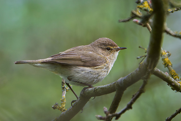 Chiffchaff 170425-1