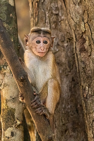 Toque Macaque Young