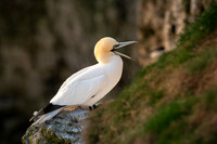 Bempton-100