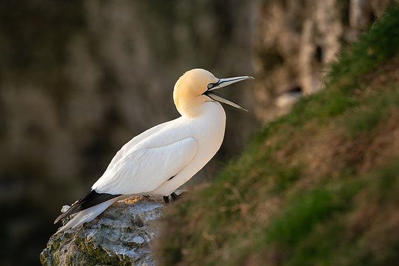 Bempton-100