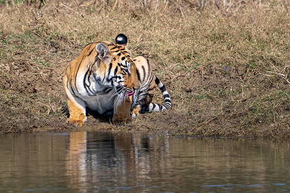 Tiger -5