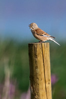 Linnet -1