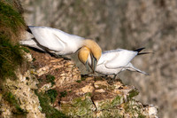 Bempton-184